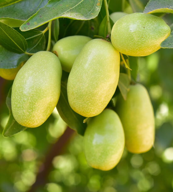 Jojoba