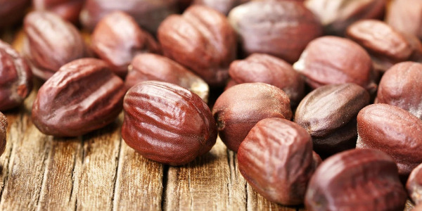 Tout savoir sur le Jojoba